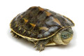 Mauremys sinensis juvenil